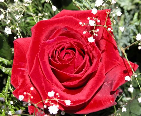 Roses Are Red 1 Free Photo Download Freeimages