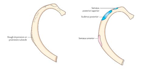 All the twelve ribs articulate posteriorly with the vertebrae of the spine. Easy Notes On 【Ribs】Learn in Just 4 Minutes! - Earth's Lab