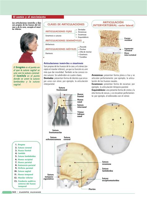 Anatom A Y Fisiolog A Del Cuerpo Humano By Maria Cristina Velasquez Quispe Issuu