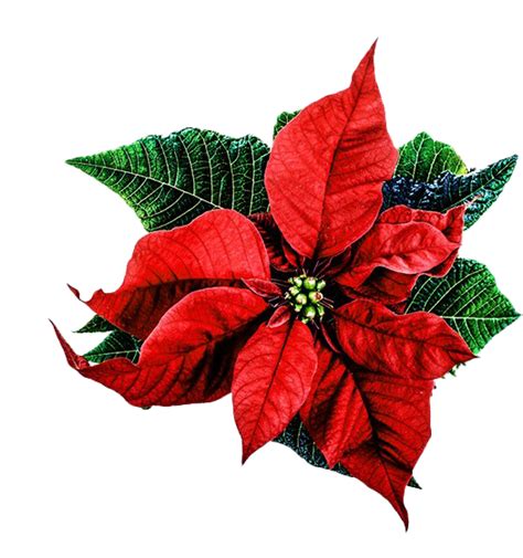 Poinsettia PNG