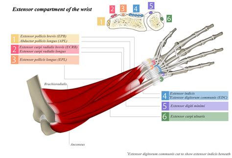 Forearm pain from muscle or tendon injuries can be quite debilitating. Extensor Tendon Compartments - Hand - Orthobullets