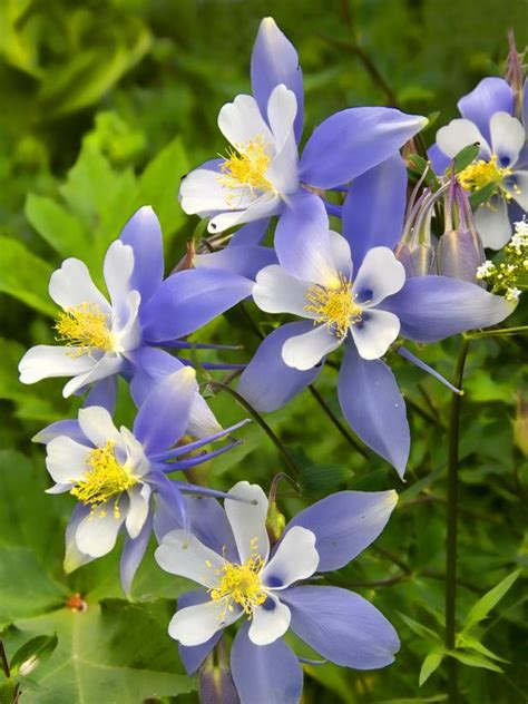 How To Grow Columbine Flowers Hgtv