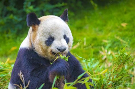 Giant Panda Ailuropoda Melanoleuca Feeding On Bamboo Stock Photo