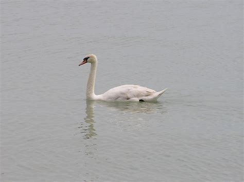 Swan A Winner Cygnus Olor A Swim In Lake Balaton Hung Flickr