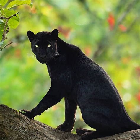 The Black Panther In 2020 Black Panther Cat Animals
