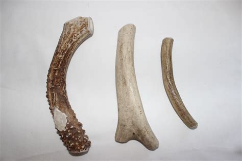Large Deer Antler Dog Bone