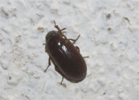 Réf 108269 — Insecta Coleoptera Tenebrionidae Alphitobius Diaperinus Galerie
