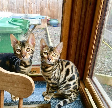 Advertise, sell, buy and rehome bengal cats and kittens with pets4homes. Bengal Cats For Sale | Washington, DC #283966 | Petzlover