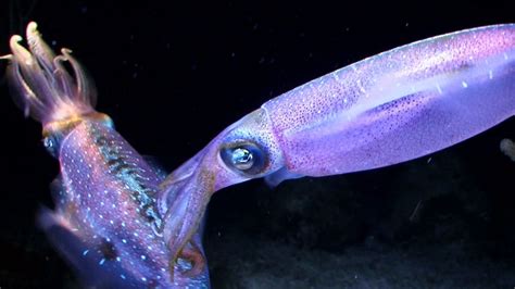 Once you know how it works, you will never forget it anymore. Watch the secret to a squid's crystal clear underwater ...