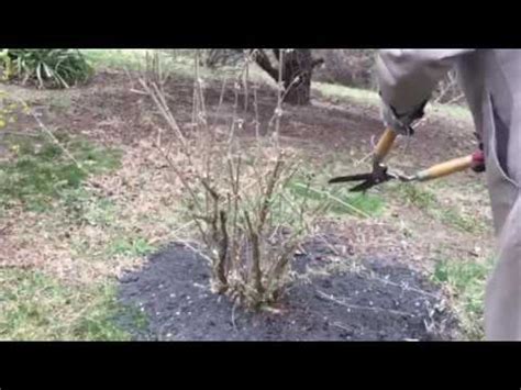 Cut Back Butterfly Bush In Early Spring Howtoprune Youtube