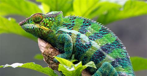 Alex the lion is the king of the urban jungle, the main attraction at new york's central park zoo. Chamäleons auf Madagaskar: Aussehen, Beute und in welchen ...
