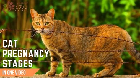 Cat Pregnancy Stages Week By Week Understanding Your Cats Labor Journey
