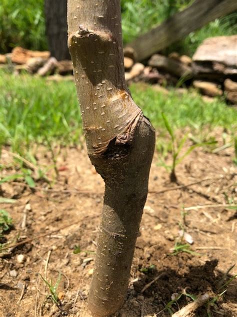What Are Grafted Apple Trees Soil Grow Enjoy