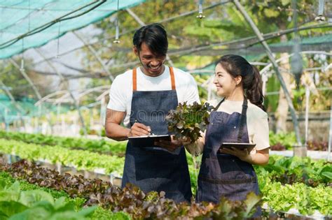 Businessperson Or Farmer Checking Hydroponic Soilless Vegetable In