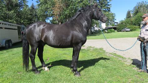 Canadian Horse Stallions - Canadian Hay Ranch - Canadian ...