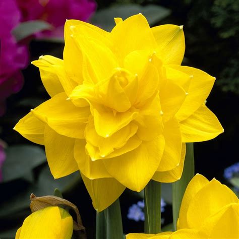 A Collection Of 18 Heritage Daffodil Bulbs From Hayloft Plants In The
