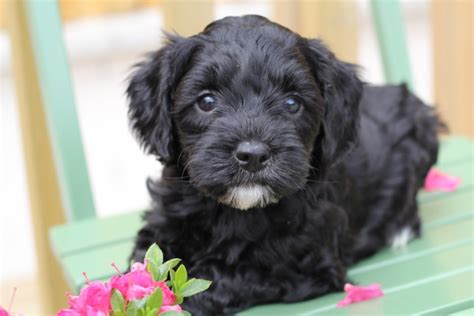 They have been dewormed, given first shots and vet checked. Tora's Australian Labradoodles Pricing | Labradoodle Pups ...