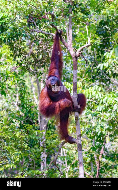 Man Of The Forest Wild Alfamale Of Borneo Orangutan Pongo Pygmaeus