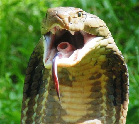King Cobra Close Up Poisonous Snakes King Cobra Snake