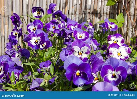 Pansies Blooms Stock Image Image Of Colorful Bouquet 92343111