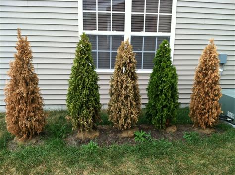 Why Is Your Arborvitae Browning What Can Be Done Artofit