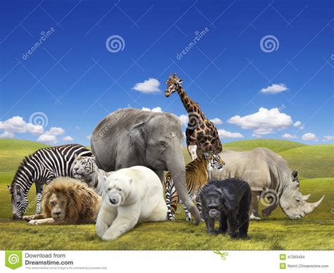 Wild Animals Group Stock Photo Image 47283494
