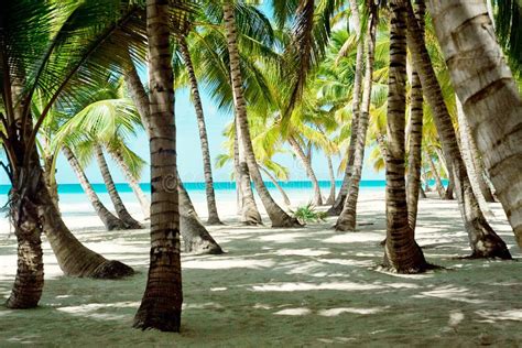 Tropical Landscape Palm Trees Rainforest Stock Image Image Of