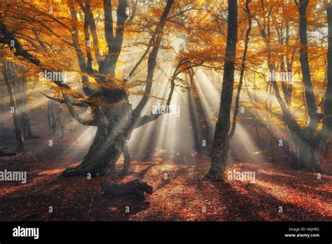 Autumn Forest In Fog With Sun Rays Magical Old Trees At Sunrise
