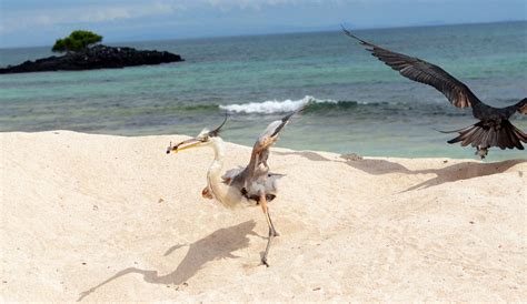 The Expert Hunt Of This Heron Of A Baby Sea Turtle And Subsequent