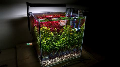 Nano Aquarium With Beautiful Betta Fish Youtube