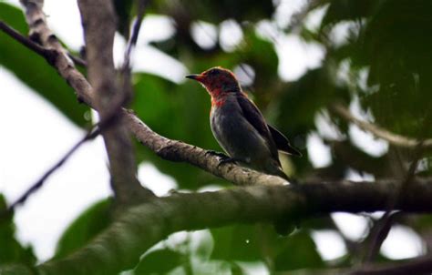 Foto: Burung Liar yang Bisa Kita Undang ke Pekarangan : Mongabay.co.id