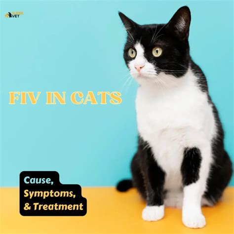 Fiv In Cats Cause Symptoms Diagnosis And Treatment Supervet