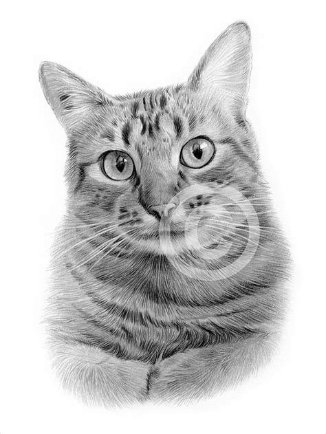 Digital Download Pencil Drawing Of A Tabby Cat Artwork By Etsy