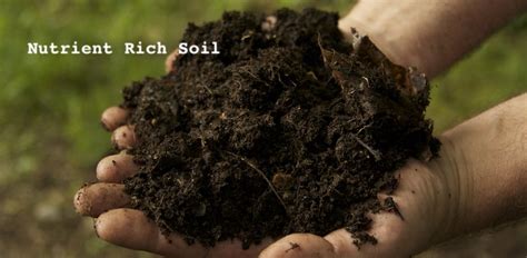 The crossword solver found 20 answers to the rich soil crossword clue. Grow Your Own Nutrient Rich Living Soil | Compost ...