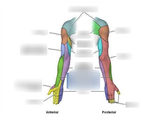 Cutaneous Innervation Of The Upper Limb Diagram Quizlet