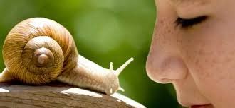 See full list on convertoctopus.com How many feet does a snail have? - Quora