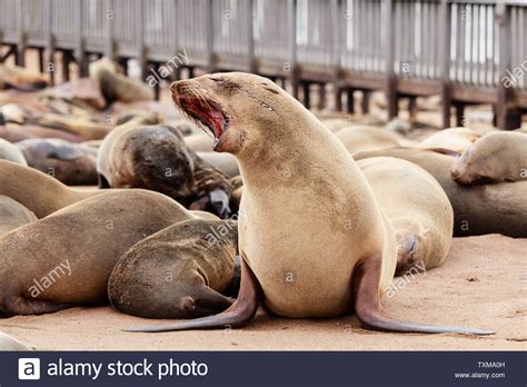 Brown Fur Seals In Cape Cross Namibia Africa Stock Photo Alamy