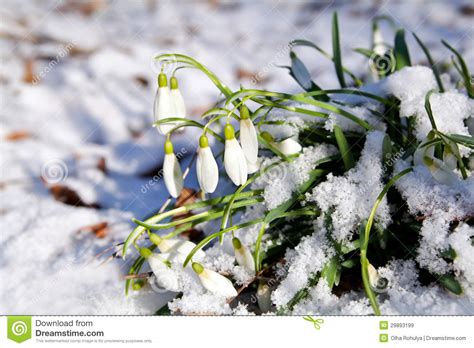 Snowdrops Flowers In Snow At Early Spring Stock Image