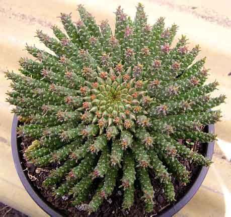 Explore why your cactus is getting sunburned and how to know if it is. Pin on Succulents & Cacti