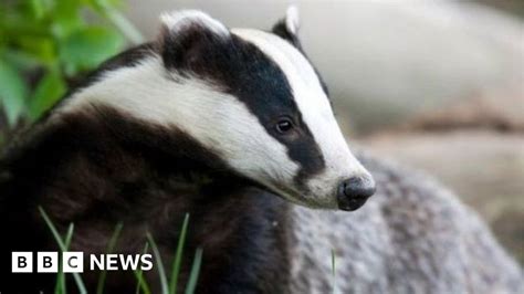 Badger Culling Gets Go Ahead In 11 New Areas Of England Bbc News