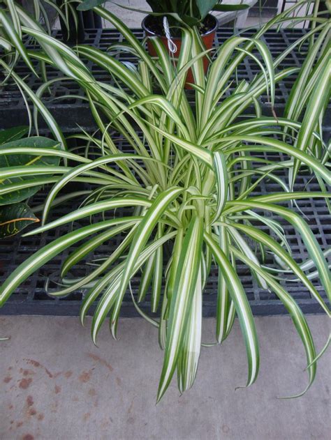 Photo Of The Entire Plant Of Variegated Spider Plant Chlorophytum
