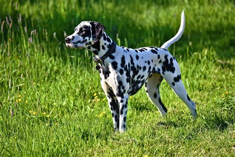 Dalmatian Allergies And Common Skin Issues Seapet Animal Health Mfg