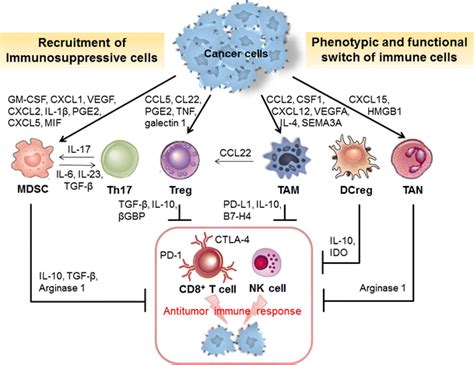 Immunosuppressive Cells In The Promotion Of Tumor Immune Escape Cancer