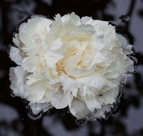 Our collection of heirloom plants features varieties that have been beautifying our gardens and enthralling our people for generations. Peony Varieties | Peonies, White peonies, Flowers