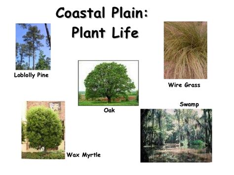 😊 Coastal Plain Region Of Georgia Coastal Plains 2019 03 03