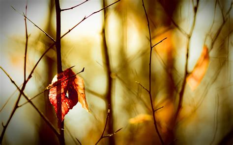 Leafless Twigs Macro Photography Wallpaper Preview