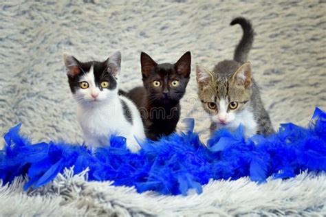 Tres Gatos Sentados Sobre Un Fondo Peludo Blanco En Una Boa De Plumas
