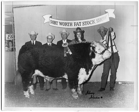 Champion Hereford Bull Open Show The Portal To Texas History