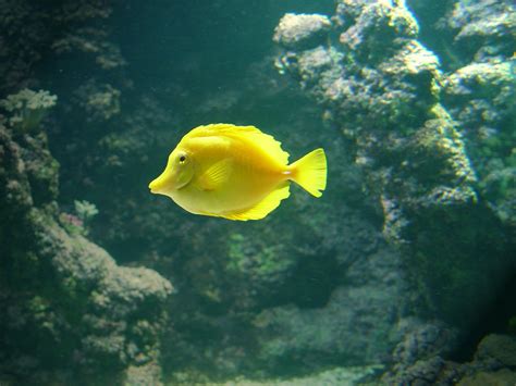 Free Yellow Tang Fish Stock Photo