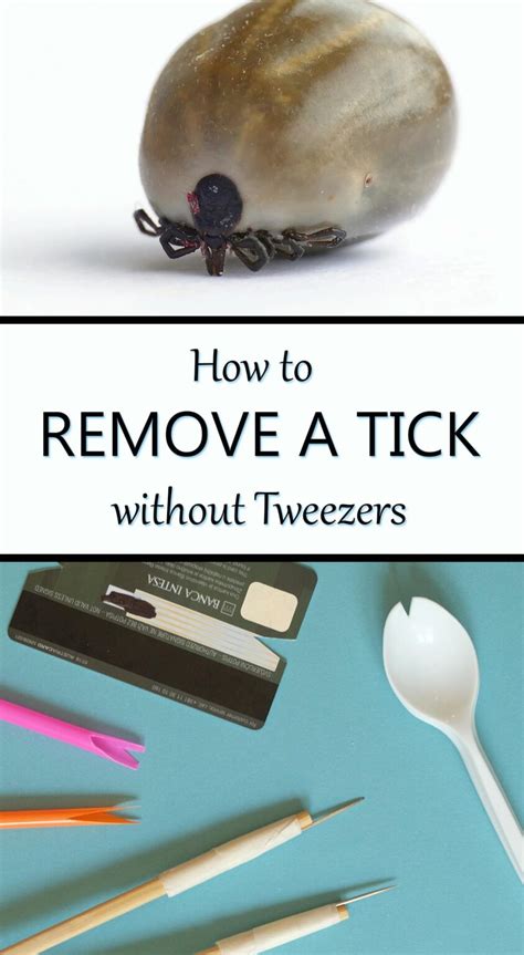 How To Remove A Tick Without Tweezers Or A Tool Mom Goes Camping